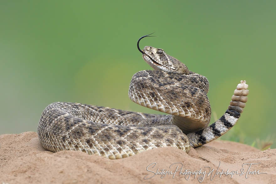 Western Diamondback Rattlesnake with rattle