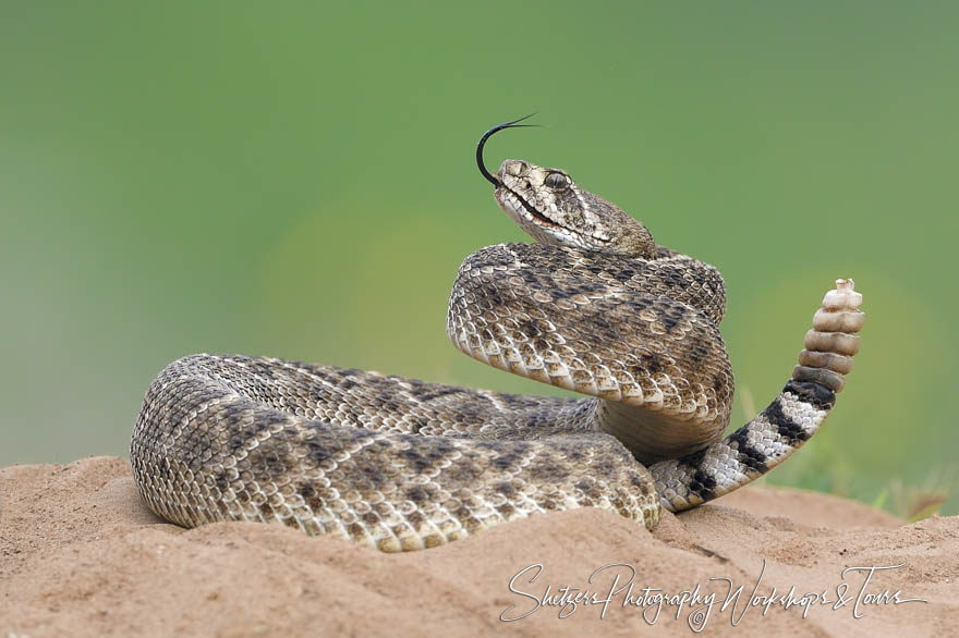 western diamondback rattlesnake