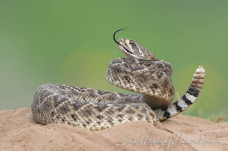 Western Diamondback Rattlesnake with rattle 20170327 102058