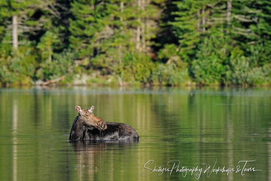 Wet Moose standins in Sandy Stream Pond in Maine