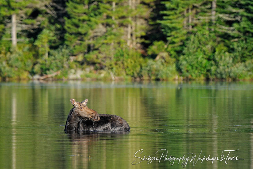 Wet Moose standins in Sandy Stream Pond in Maine 20110812 063147