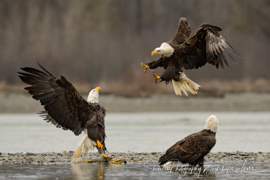 Wet bald eagle defends itself from another eagle