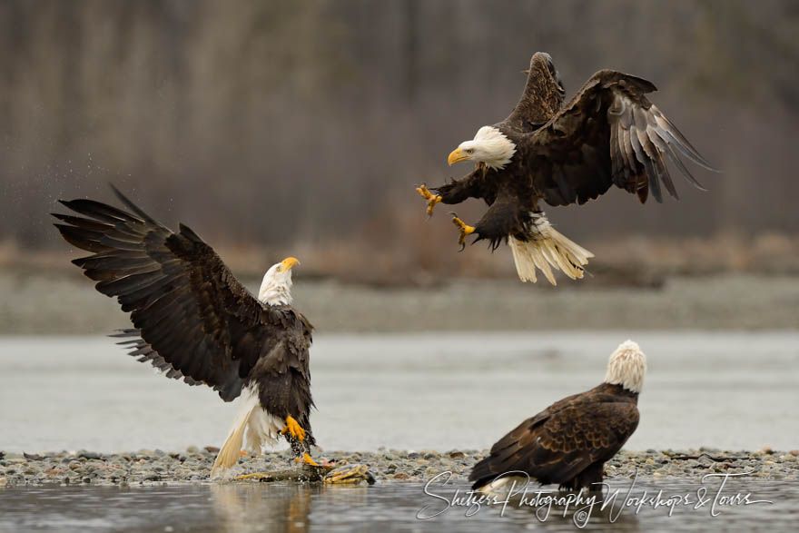 Wet bald eagle defends itself from another eagle 20141103 102942