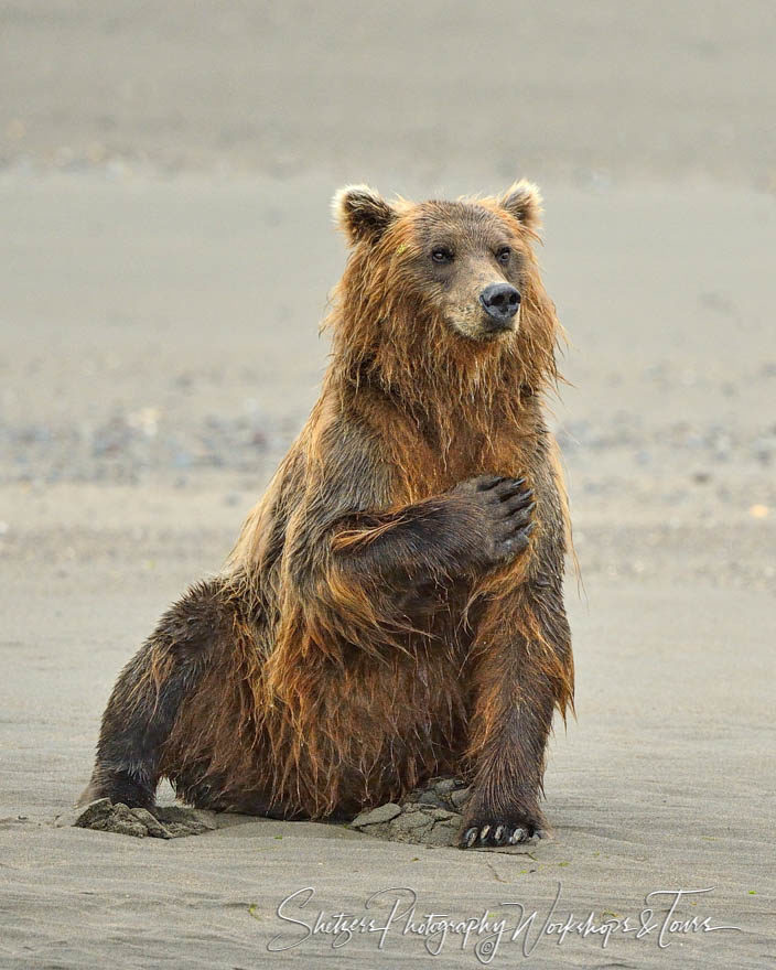 Wet bear puts large paw on chest