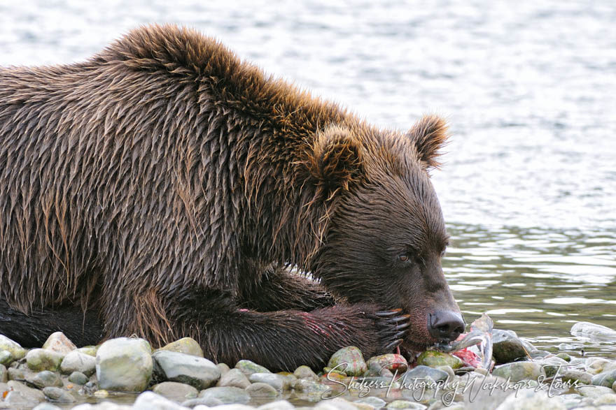 Wet grizzly bear feeding on salmon