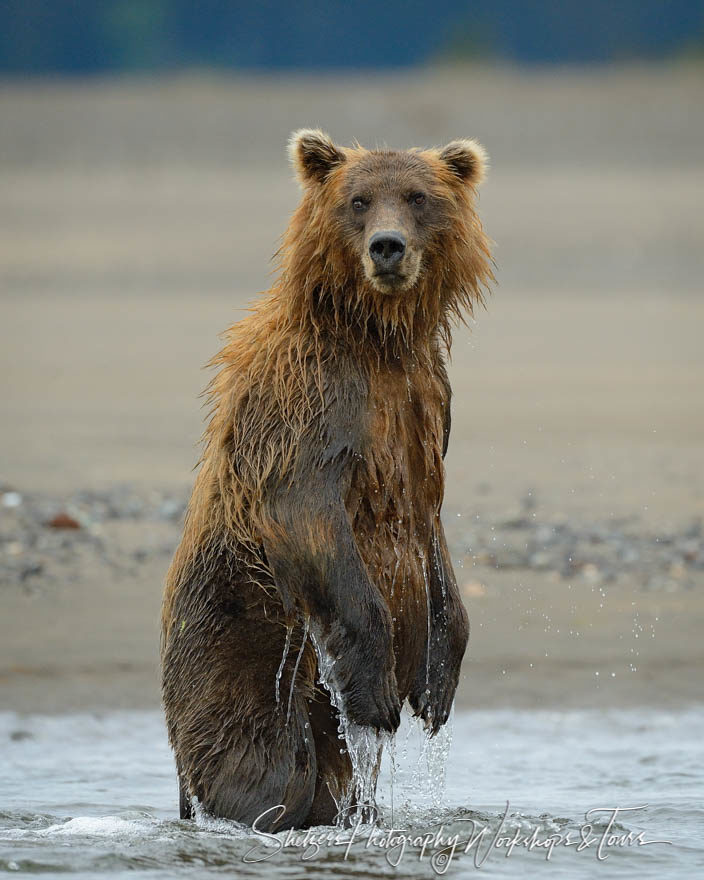 Wet grizzly bear stands in water