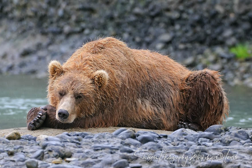 Wet silvertip bear sleeping in front of river