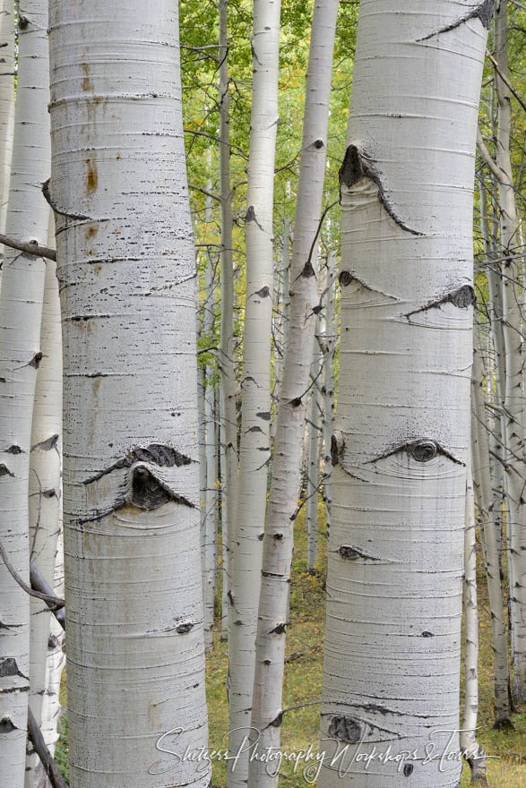 White Bark of the Aspen Tree