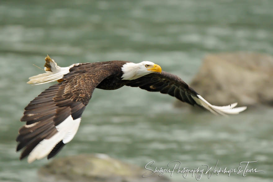 White Tips – Bald Eagle with Leucism