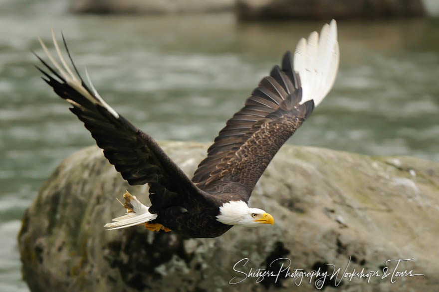 White Tips – Leucistic Bald Eagle