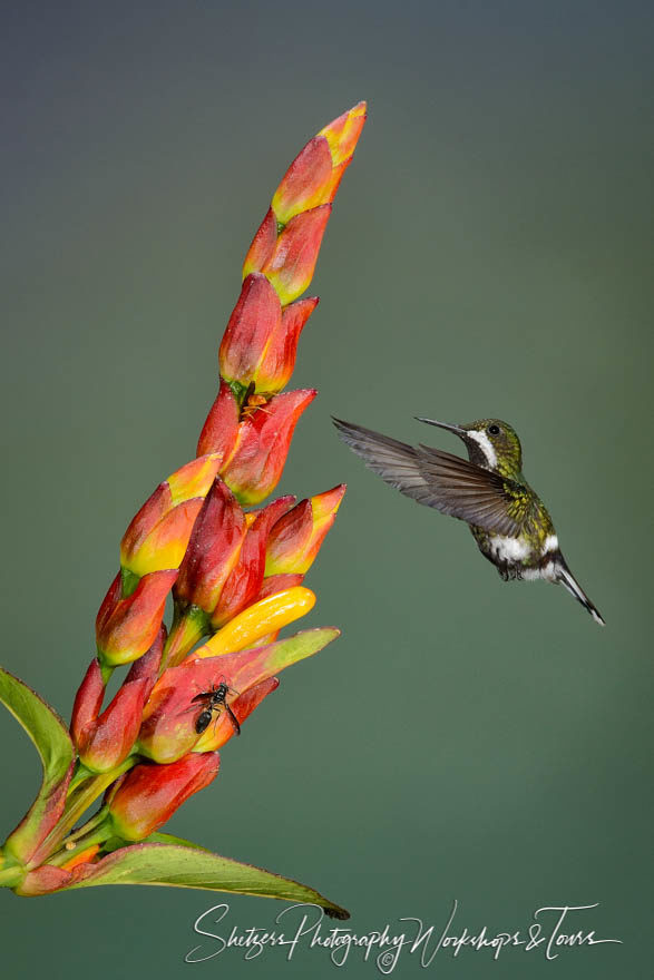 White-bellied woodstar hummingbird with flower and wasp