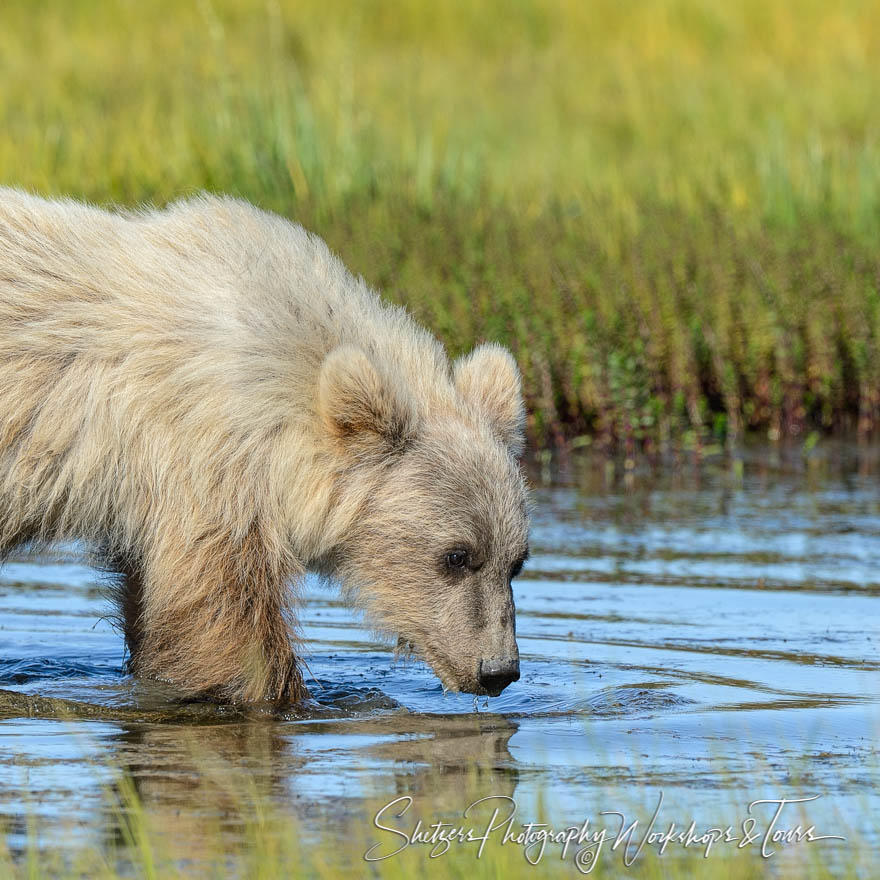 White grizzly bear drinks from a stream
