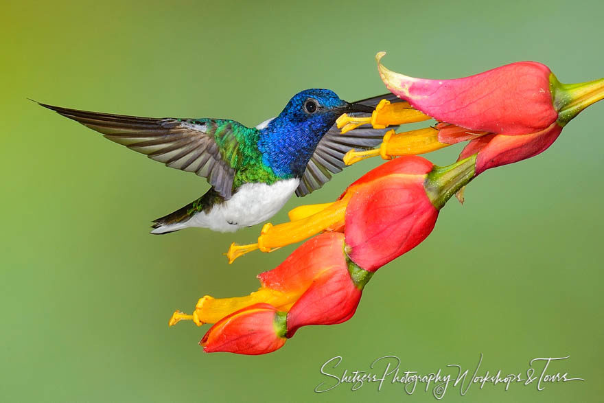 White necked jacobin hummingbird