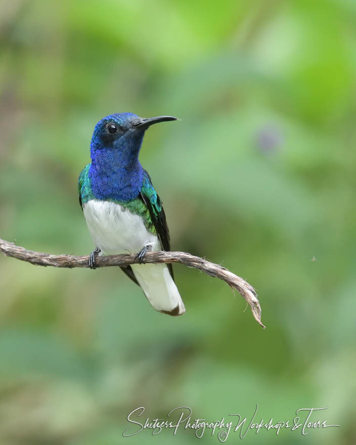 White-necked jacobin hummingbird