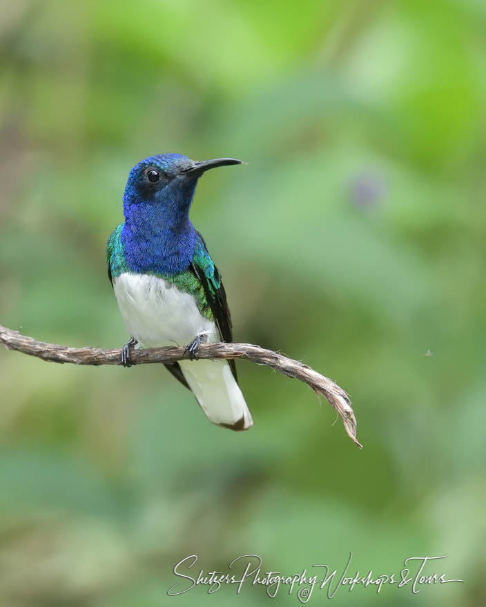 White necked jacobin hummingbird 20160418 101422