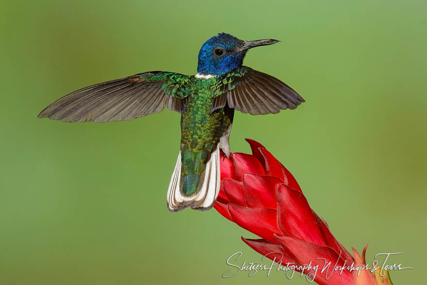 White-necked jacobin hummingbird in Costa Rica on a red Flower