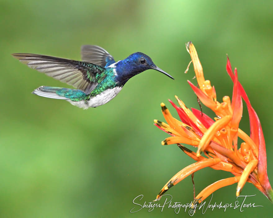 White-necked jacobin in flight