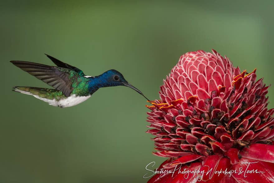 White-necked jacobin in flight with flower