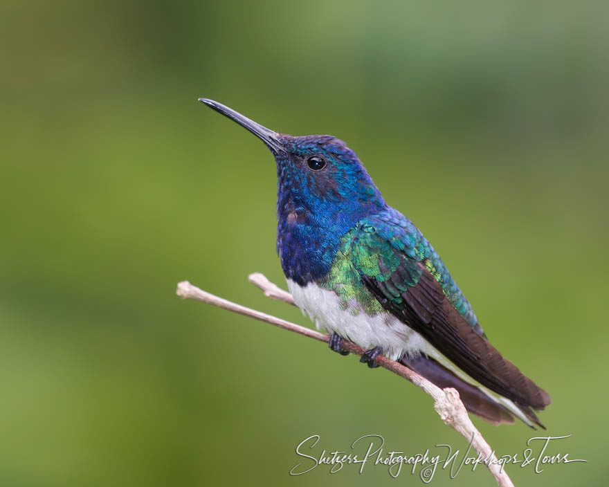 White-necked jacobin perched in Costa Rica