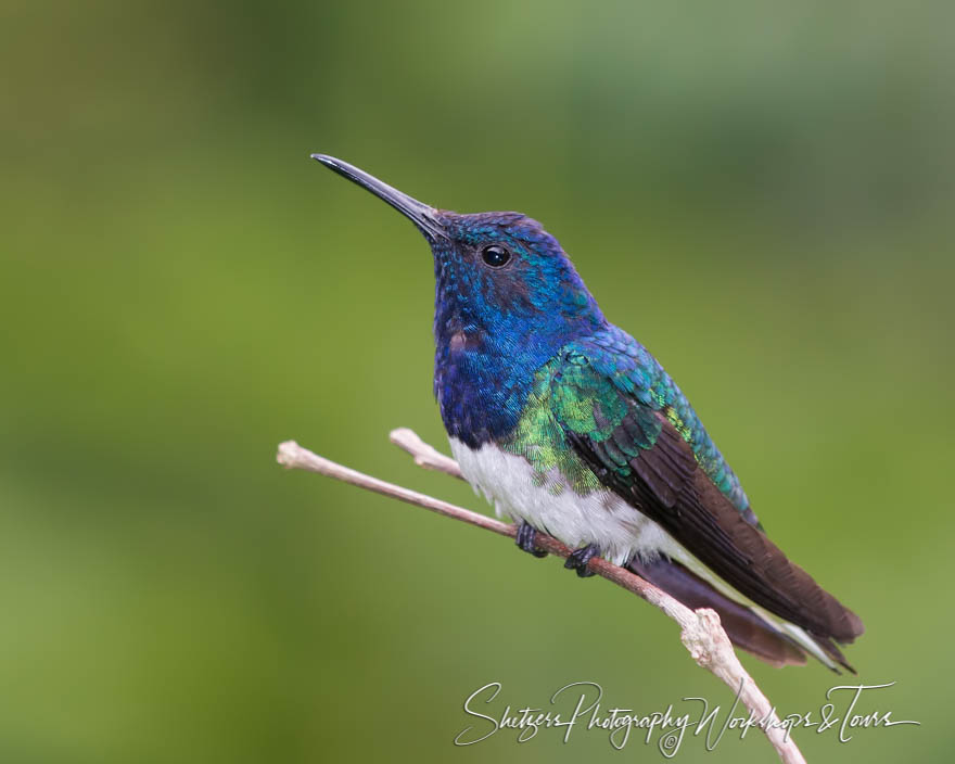 White necked jacobin perched in Costa Rica 20150403 102206