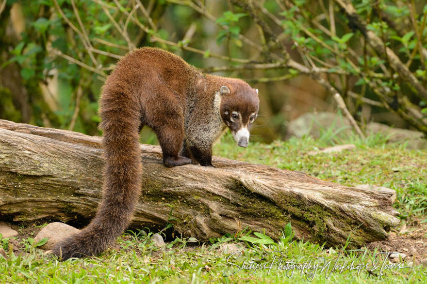 White-nosed coati from Costa Rica