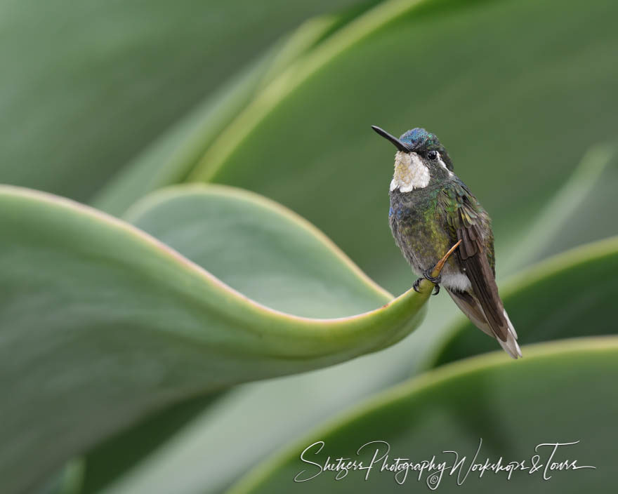 White-throated mountaingem perched in Costa Rica