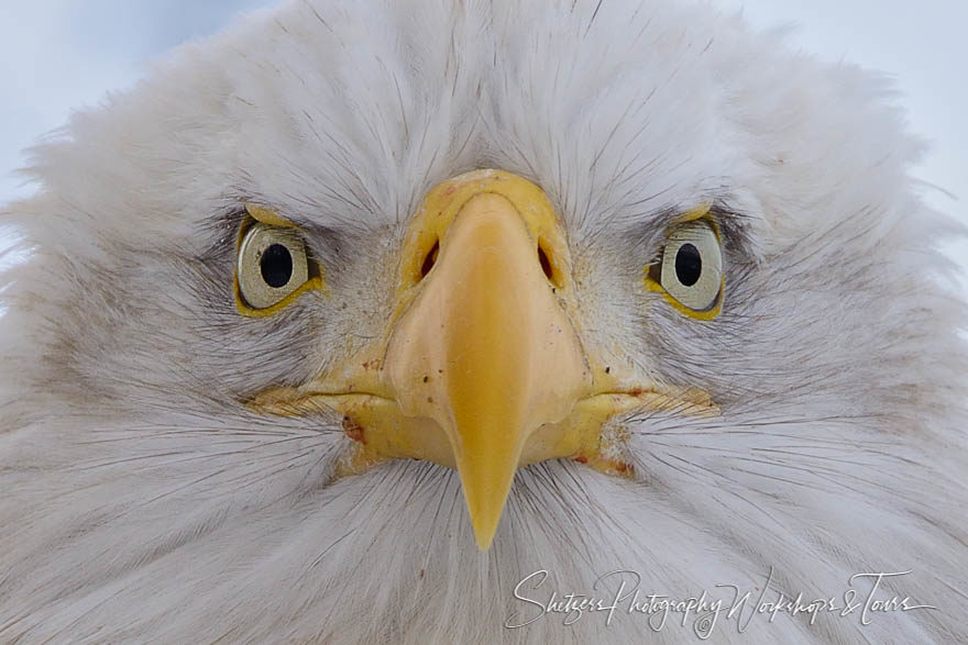 Wild Bald eagle close up