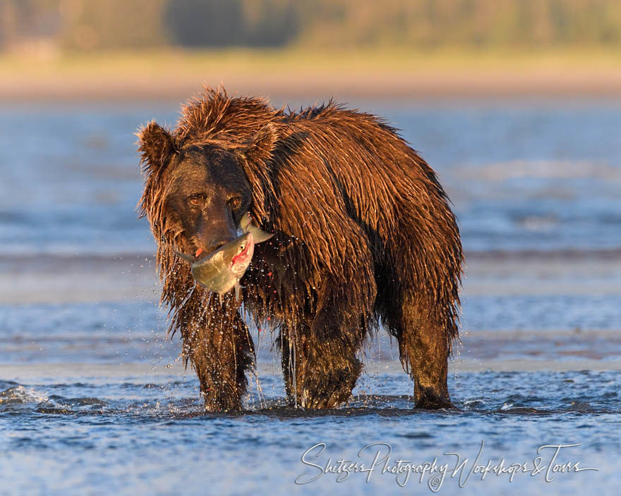 Wildlife photo of Grizzly Bear with Flopping Fish