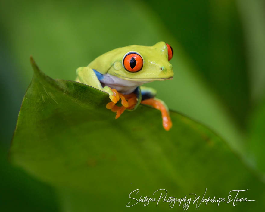 Wildlife photography of Red-eyed tree frog in Costa Rica