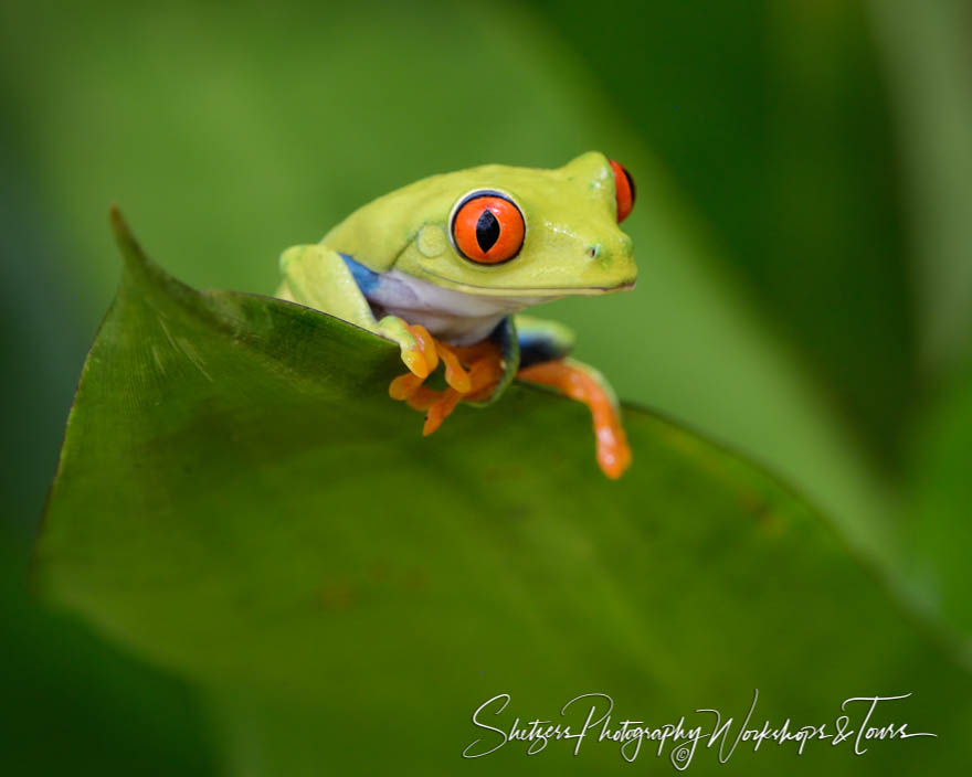 Wildlife photography of Red eyed tree frog in Costa Rica 20170407 102249