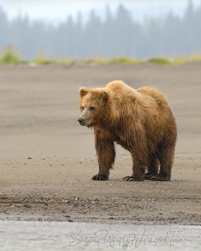Wildlife photography of lone Grizzly Bear