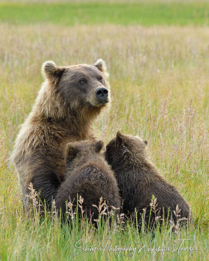 Wildlife photography of nursing grizzly bear