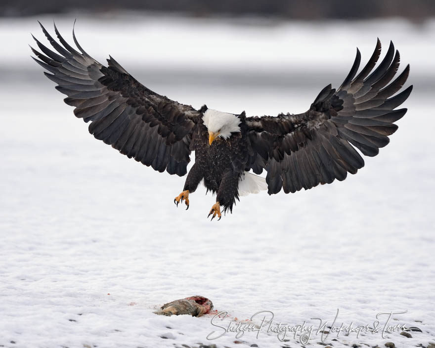 Wings stretched