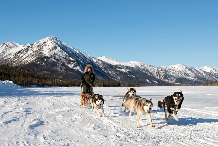 Woman uses dogsled for Alaska transportation 20140318 133741