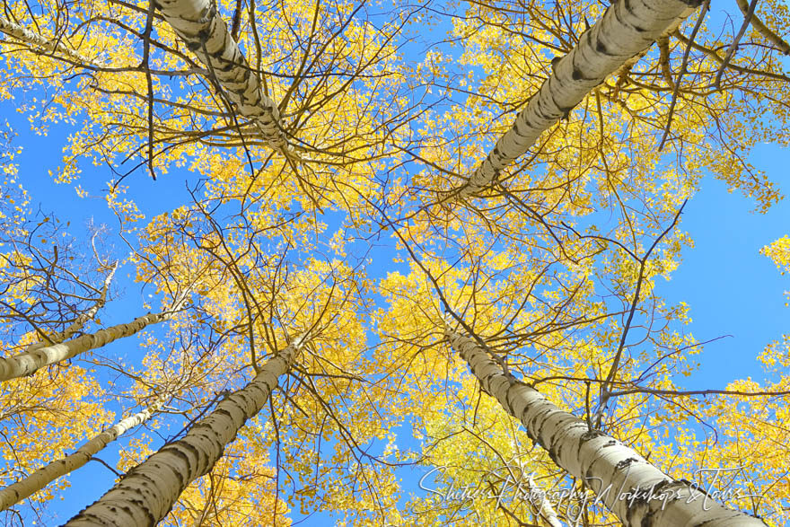 Yellow Aspens and Blue Sky