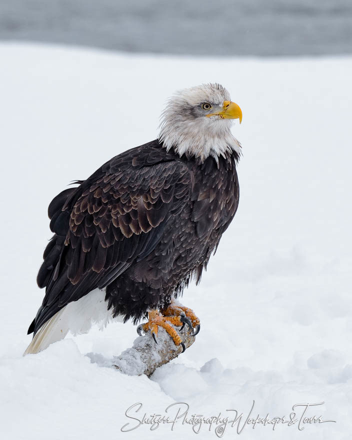 Young Adult Bald Eagle on limb