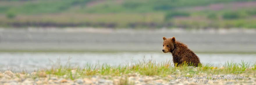 Young Alaskan Brown Bear watching for mother with purple firewee
