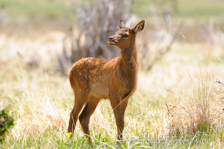 Young Colorado Elk