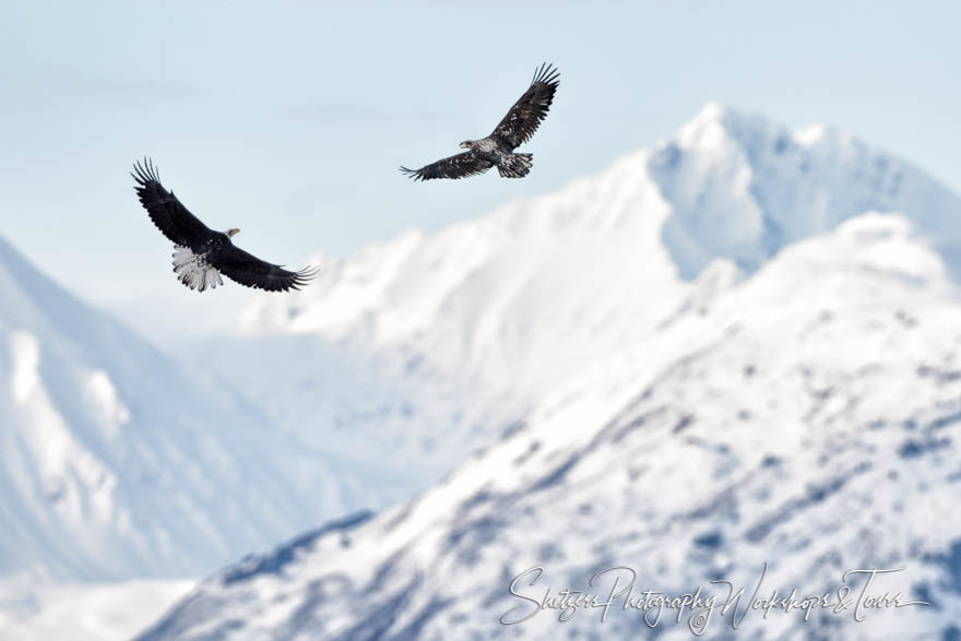 Young Eagles Soar over Mountains