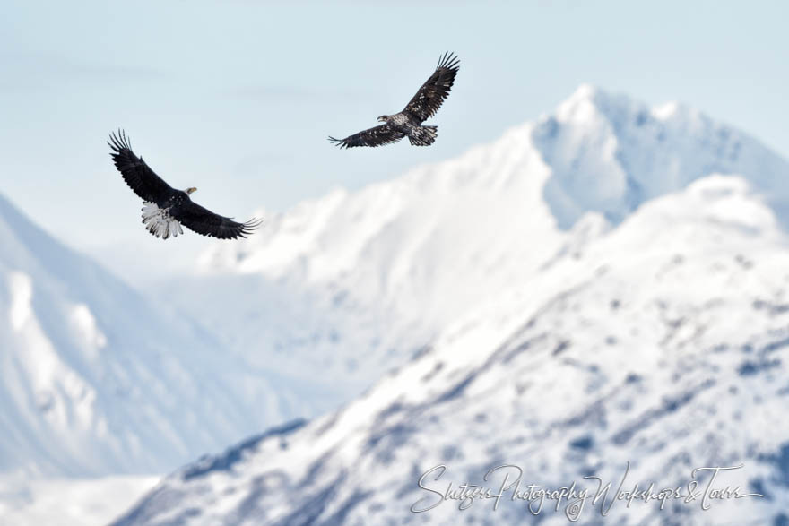 Young Eagles Soar over Mountains 20151125 103239