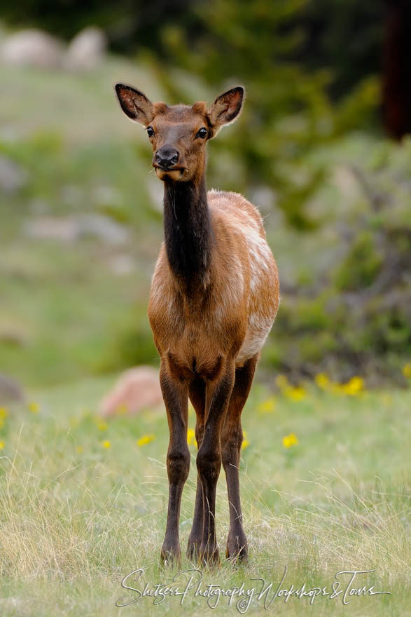 Young Elk in Colorado Wilderness