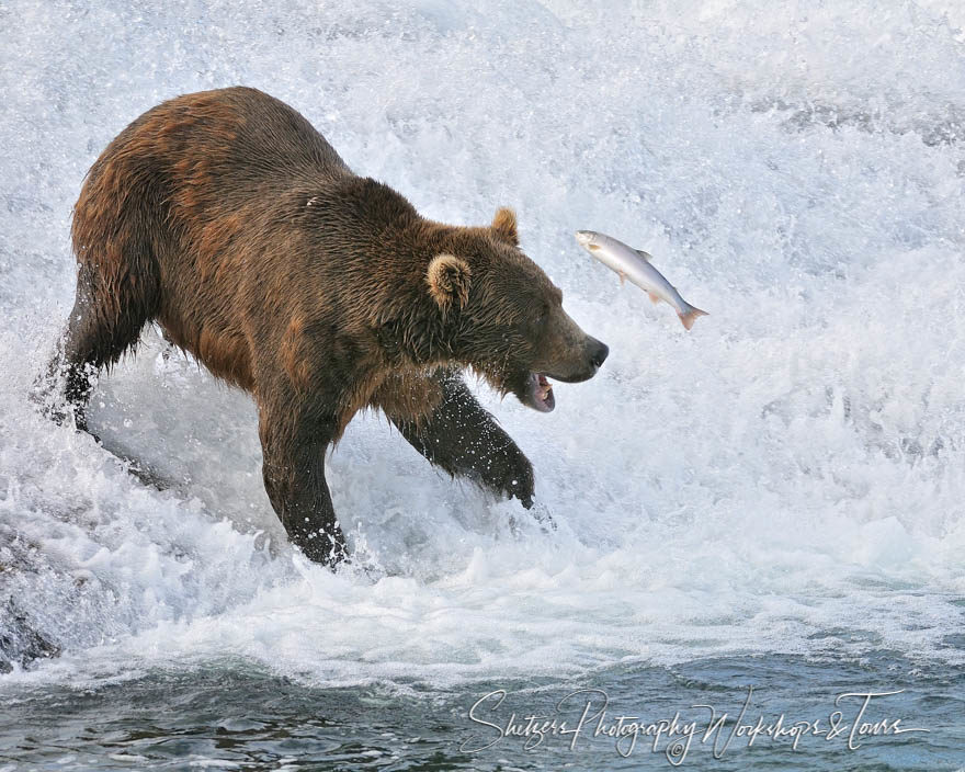 Young Grizzly Bear trying to catch Flying Fish