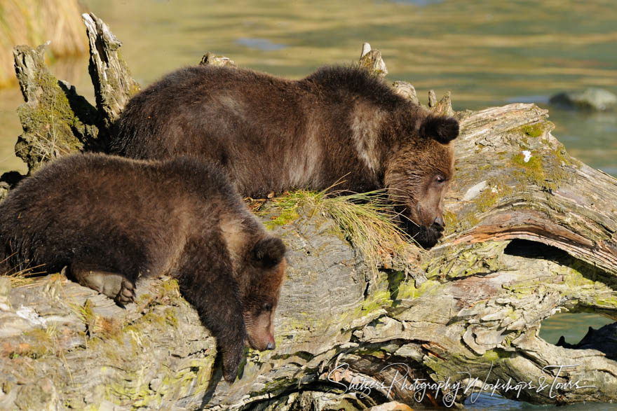 Young Grizzly Bears cubs relax on old log looking for fish