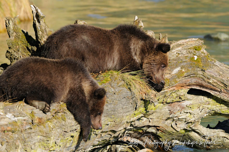 Young Grizzly Bears cubs relax on old log looking for fish 20101003 164858