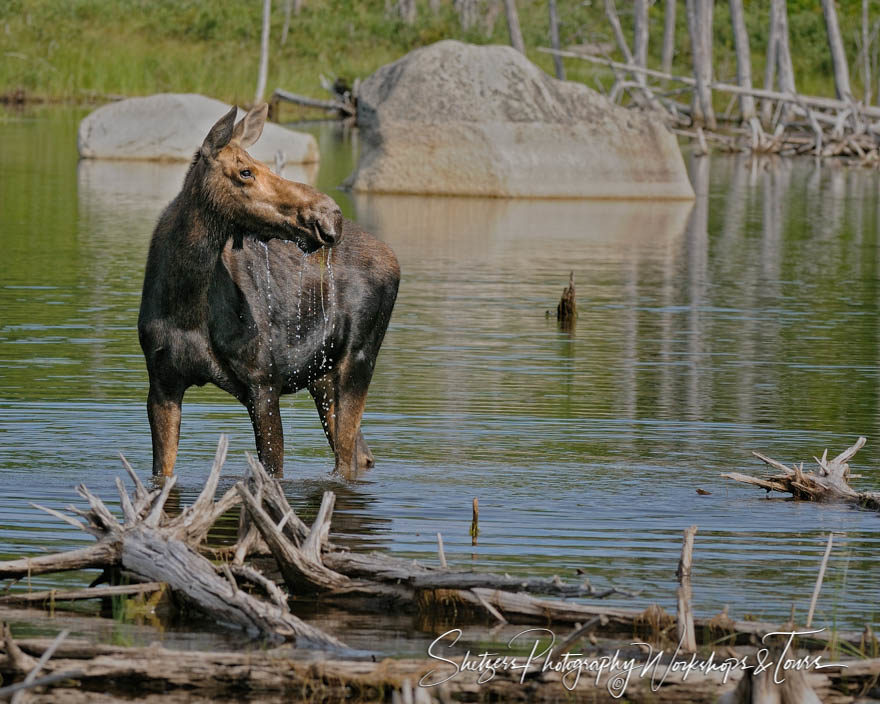 Young Moose in Pond at Baxter State Park in Maine