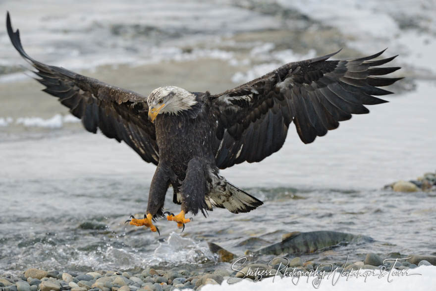 Young bald eagle readies to scoop up a meal from from the riverb