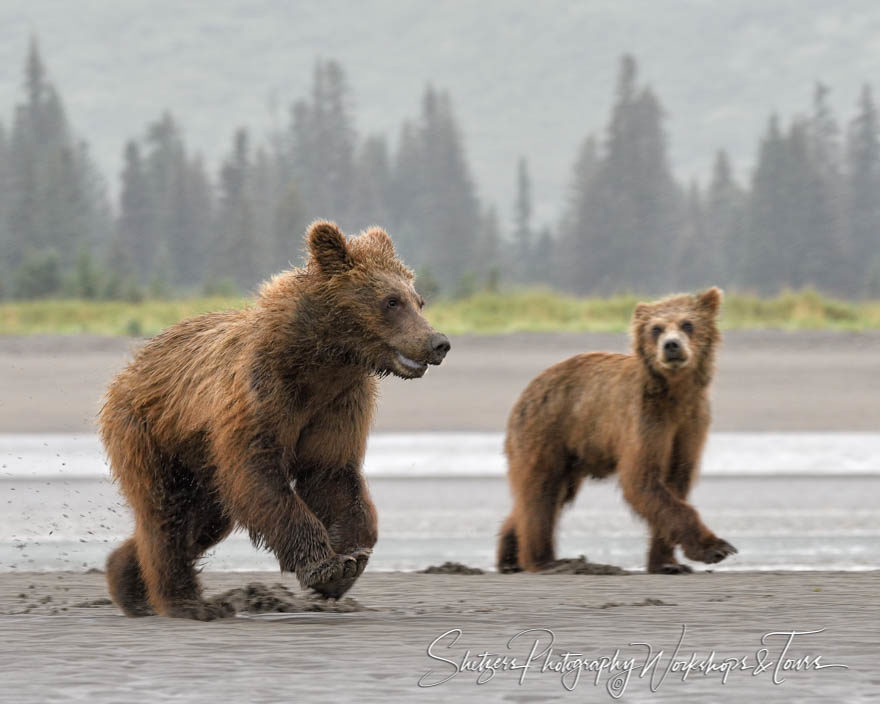 Young bear cubs play