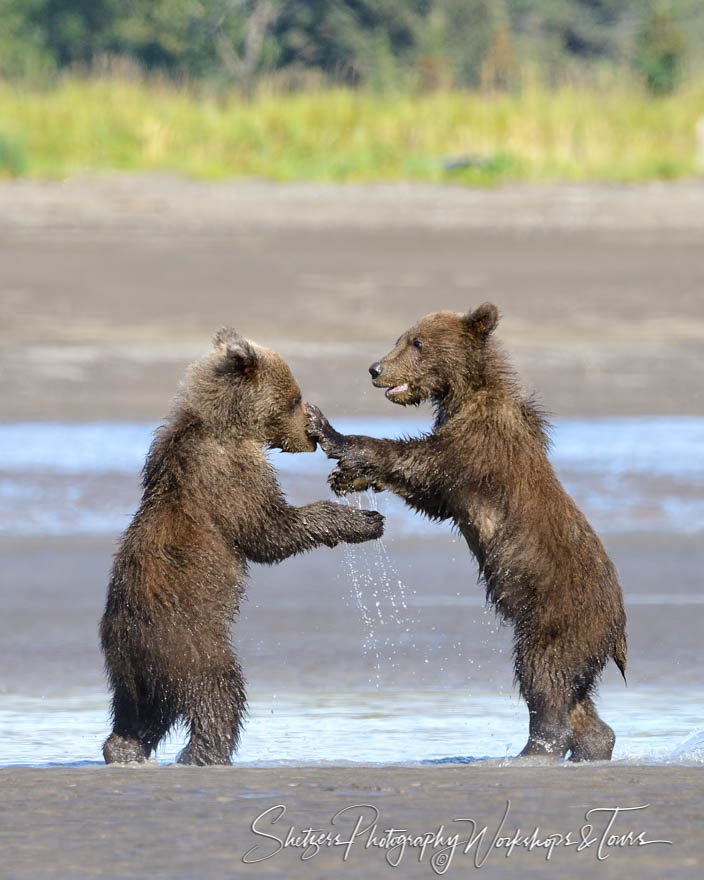 Young bear cubs play with each other