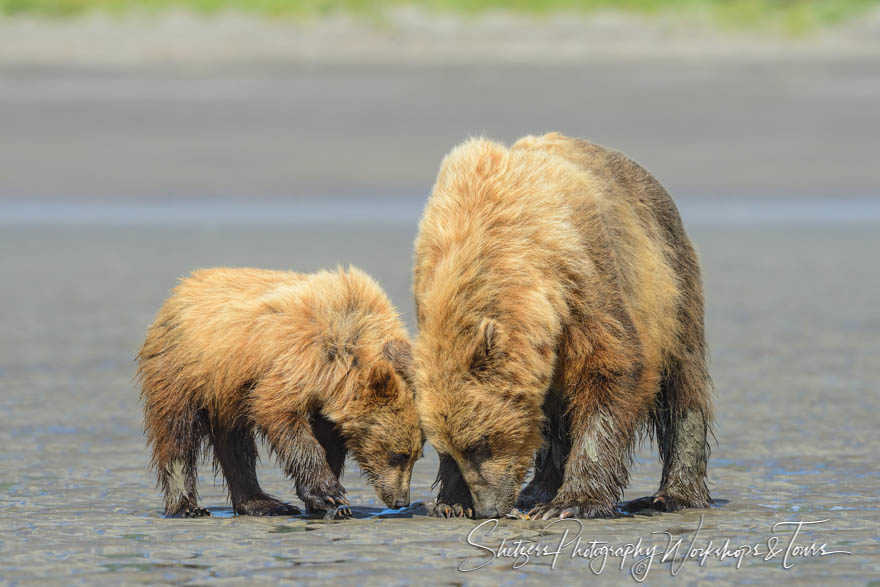 Young bear learning to dig for razor clams