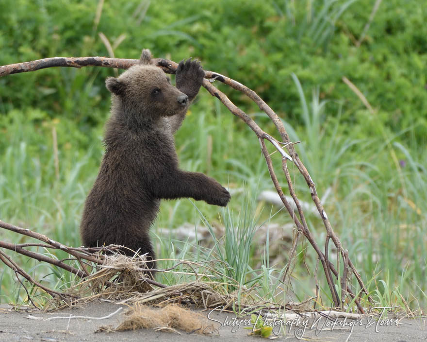 Young cub plays with branch